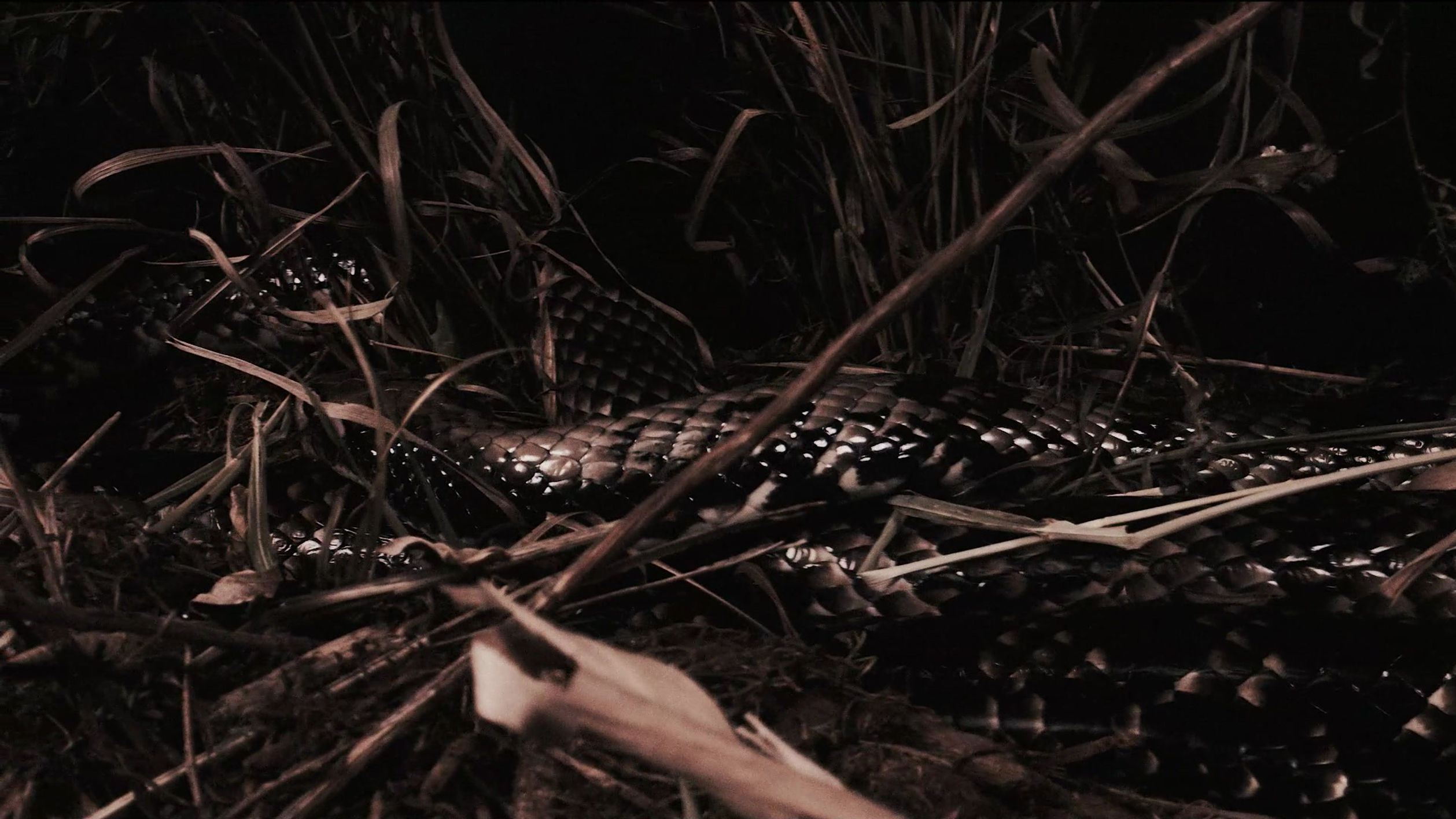 Mistery Box - A cobra vai fumar